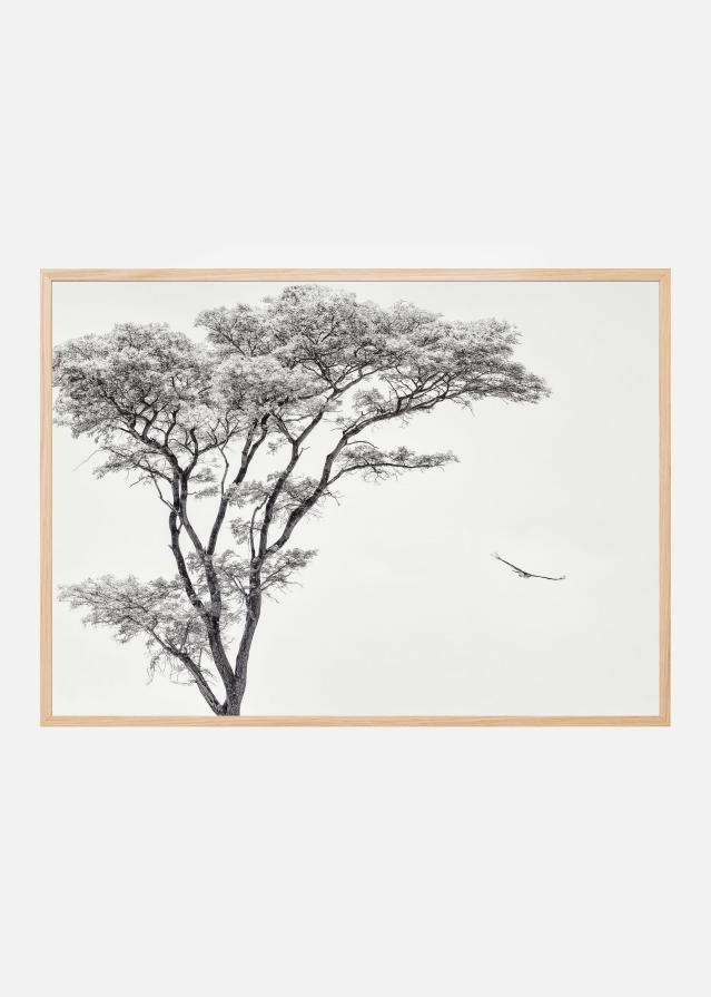 the African eagle Plakát