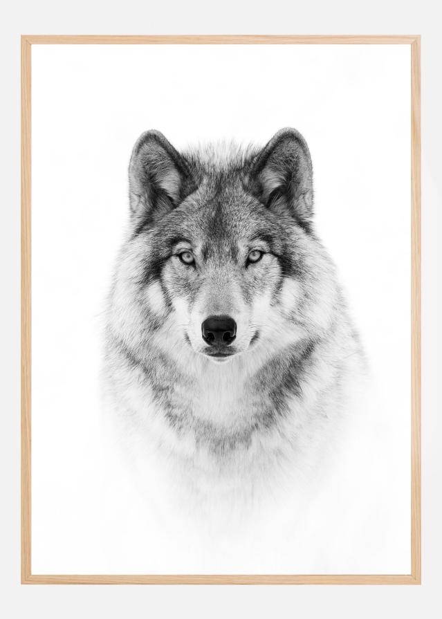 Portrait of a Timber Wolf Plakát