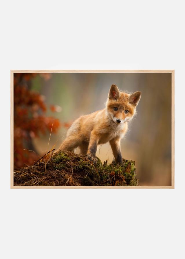 Fox Plakát
