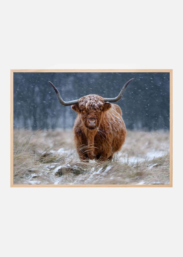 Snowy Highland cow Plakát