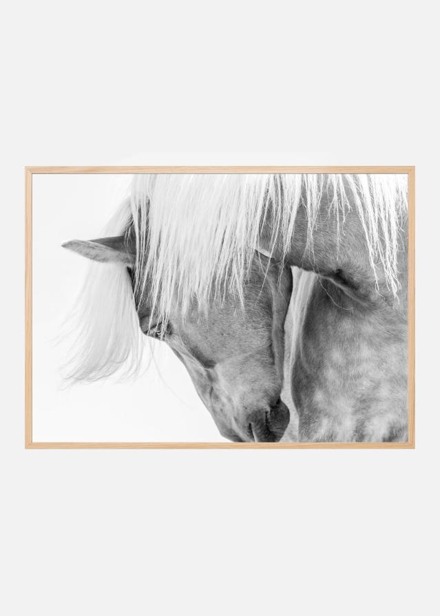 Halflinger Portrait Plakát