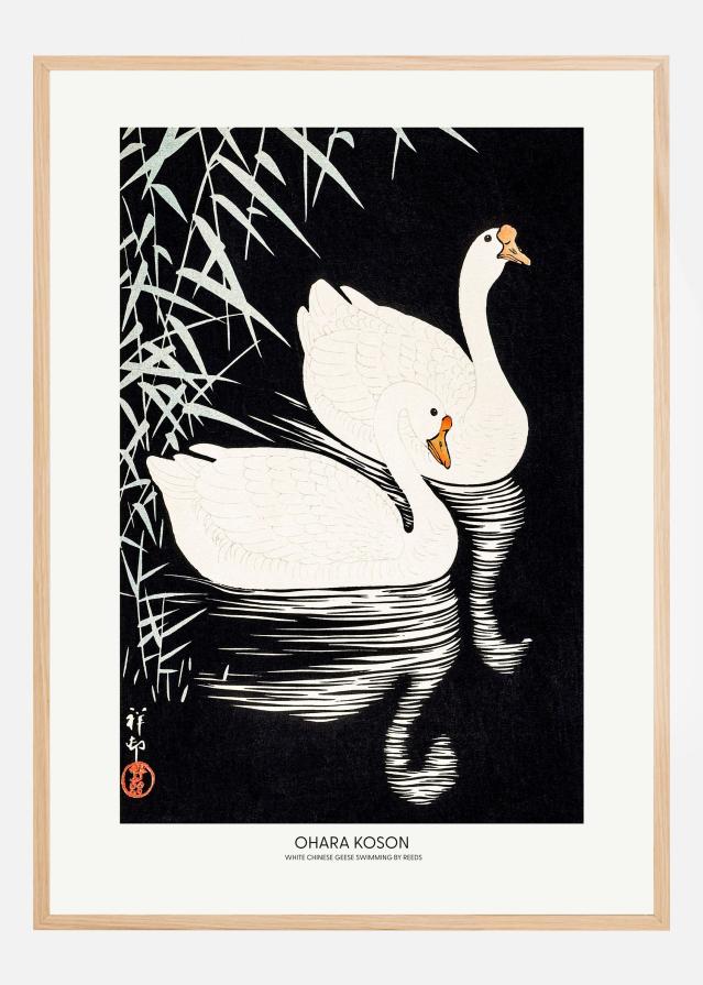 White Chinese Geese Swimming by Reeds Plakát