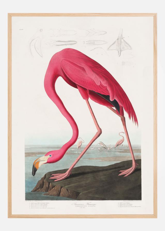 Pink Flamingo From Birds of America (1827) Plakát