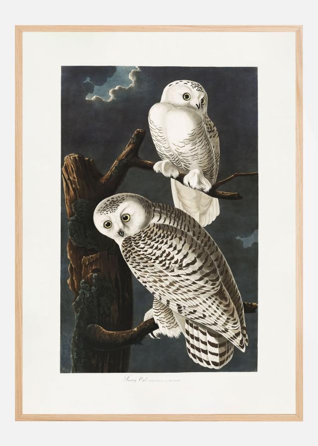 Snowy Owl From Birds of America (1827) Plakát