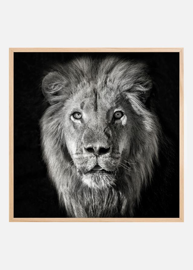 Lion Portrait- Panthera Leo Plakát