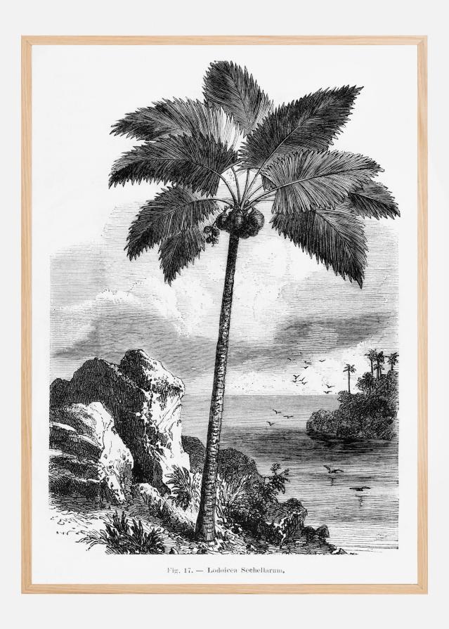 Vintage Palm Tree Drawing I Plakát