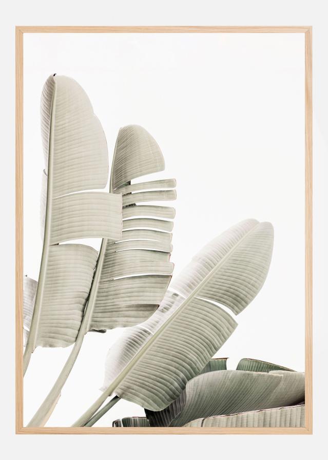 Banana leaf 2 Plakát