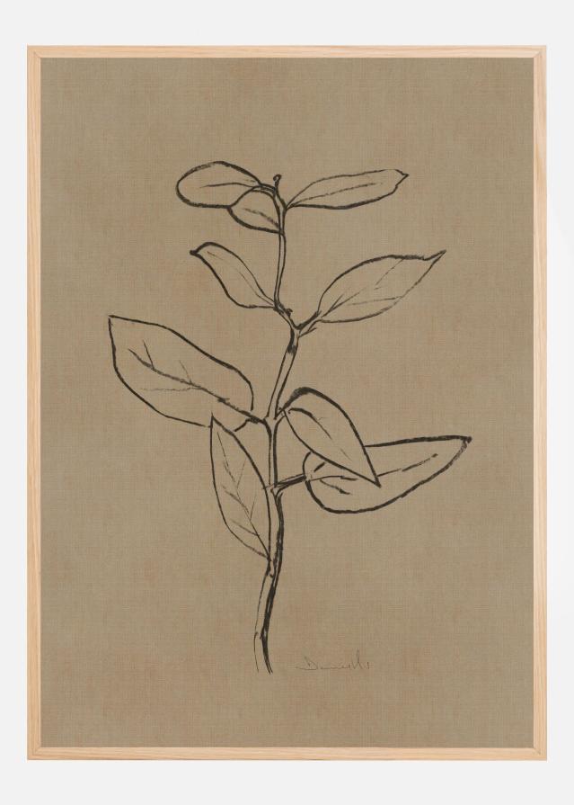 Eucalyptus Sapling Plakát