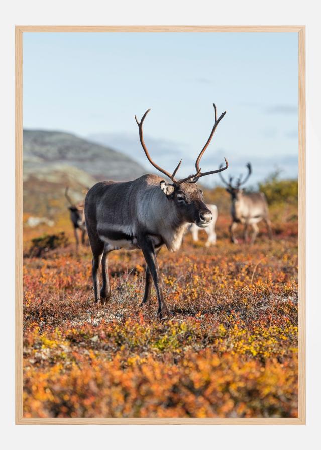 Autumn majesty Plakát