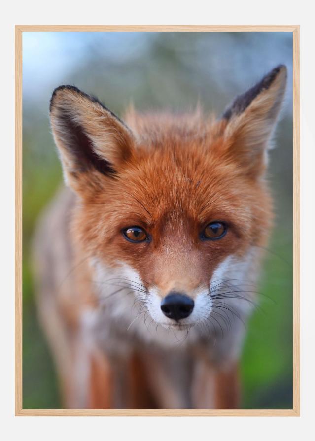 Rust in the wild Plakát