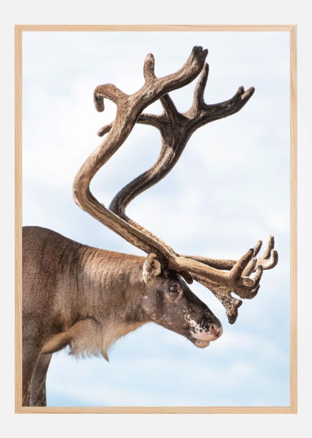 Majesty of the north Plakát