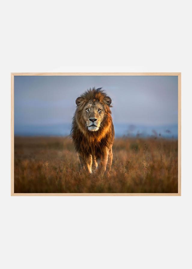 Lion Close Up Plakát