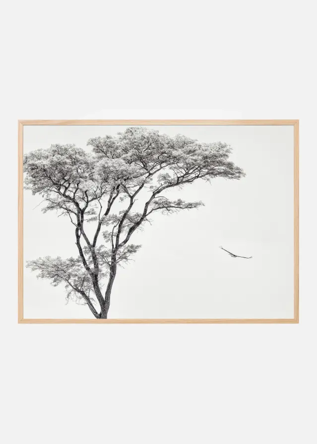 the African eagle Plakát