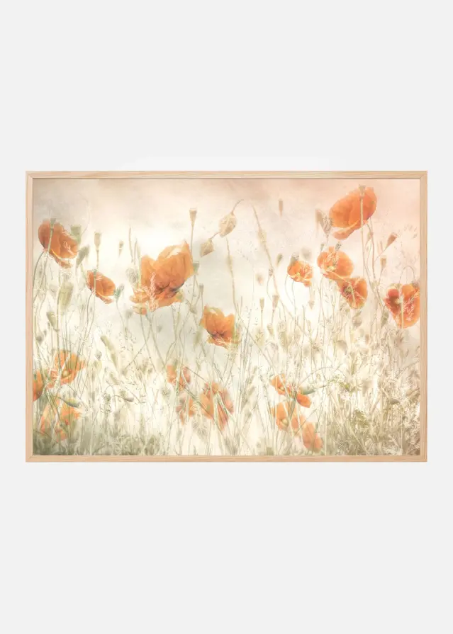 Poppies in the field Plakát