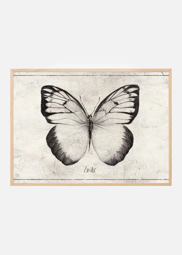 Sketch Of A Butterfly Plakát