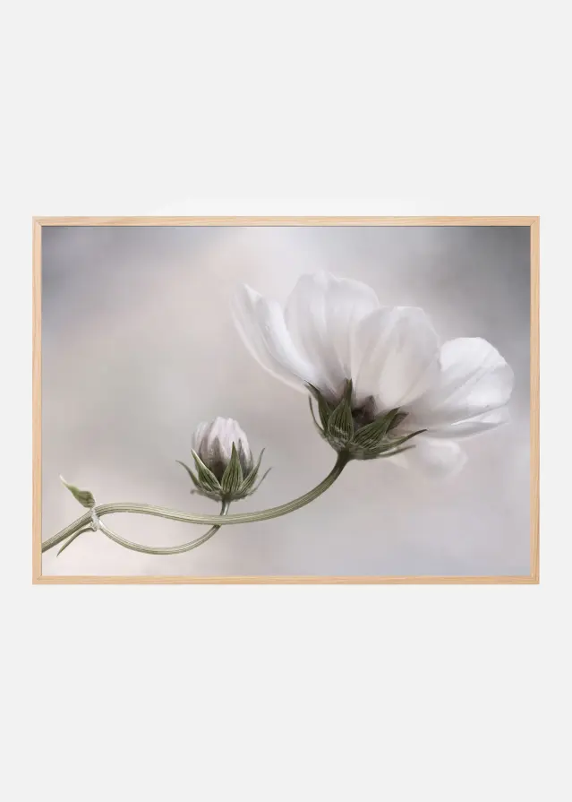 Simply Cosmos Plakát