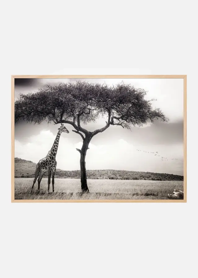 Under the African sun Plakát