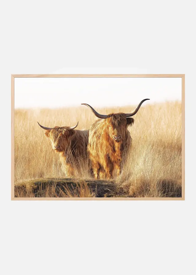 Young and old Highlander Plakát