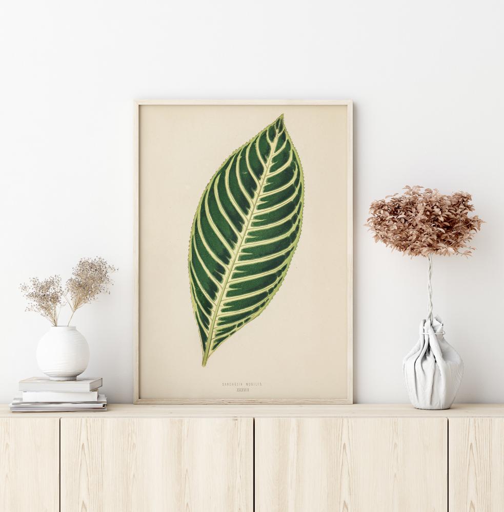 Diefenbachia Plakát