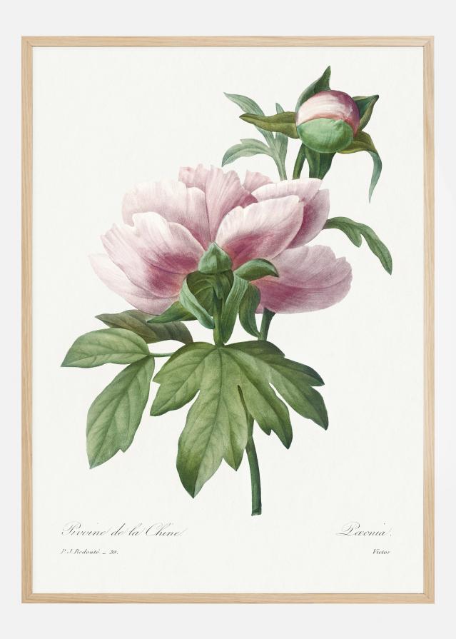 Peony Plakát