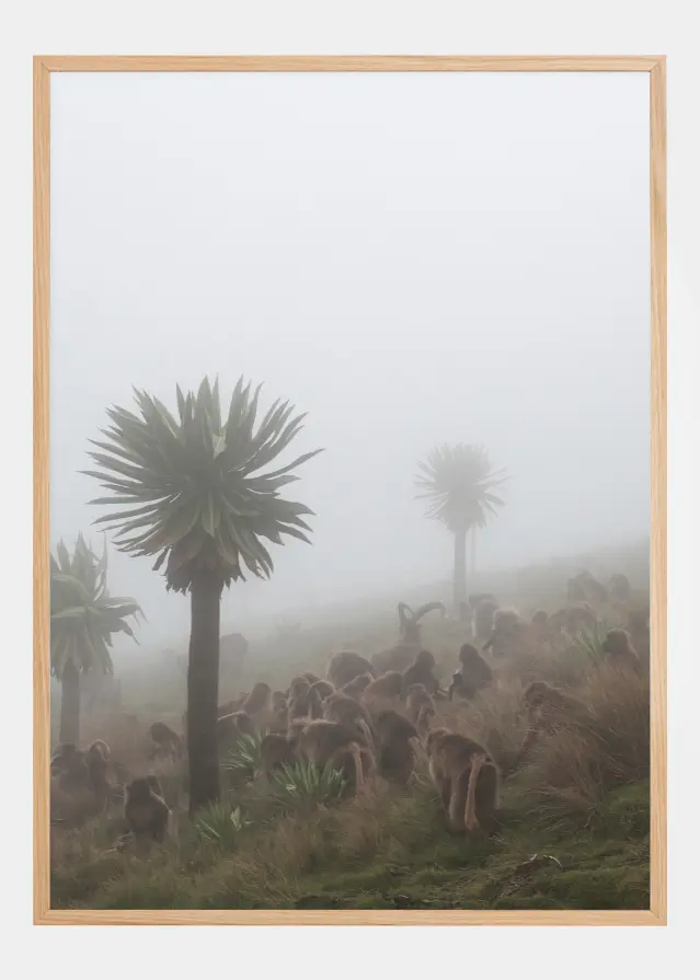 Walia Ibex Into A Gelada Troop Plakát