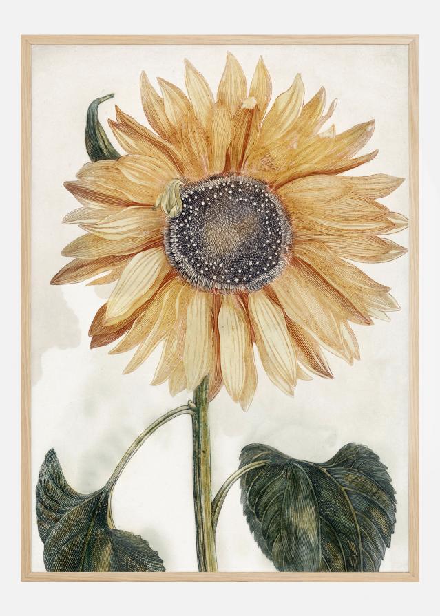 Sunflower Art Plakát