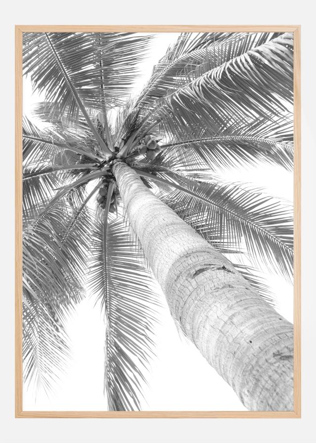 Black and white palmtree Plakát