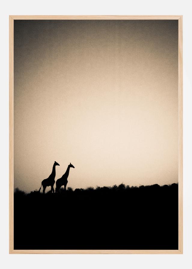 Giraffes Plakát