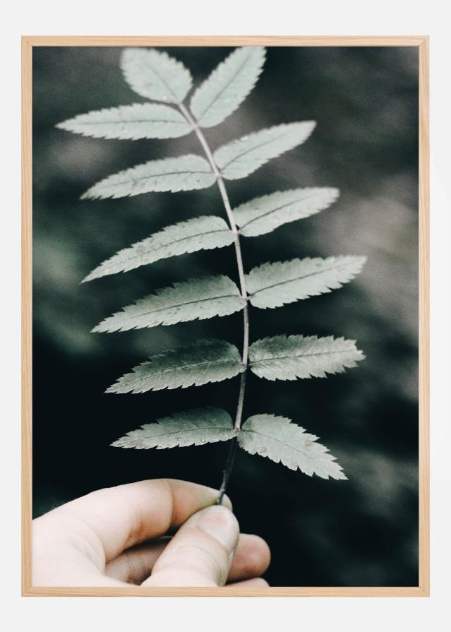 Mountain Ash Plakát