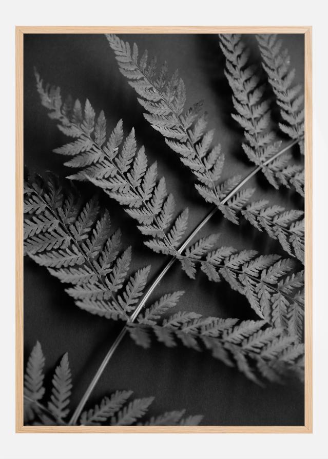 Black Fern Plakát