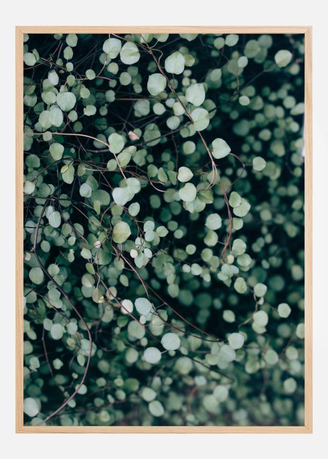 Muehlenbeckia Plakát