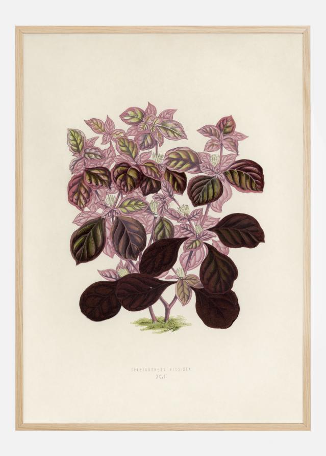 Plectranthus Scutellarioides II Plakát