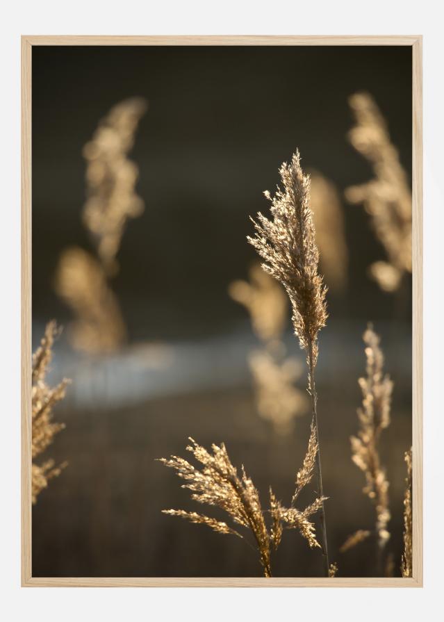 Sunshine On The Fields Plakát