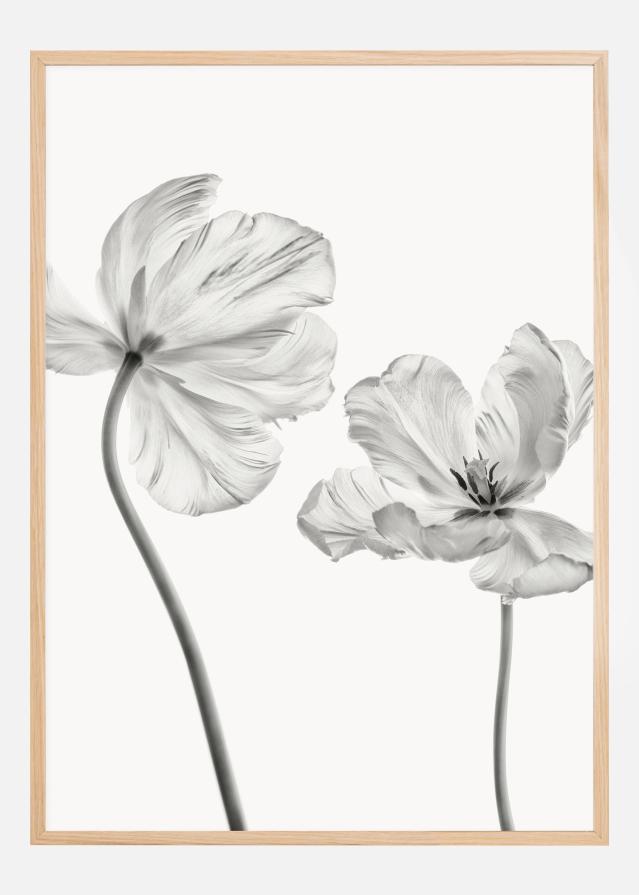 Same tulip front and backview Plakát