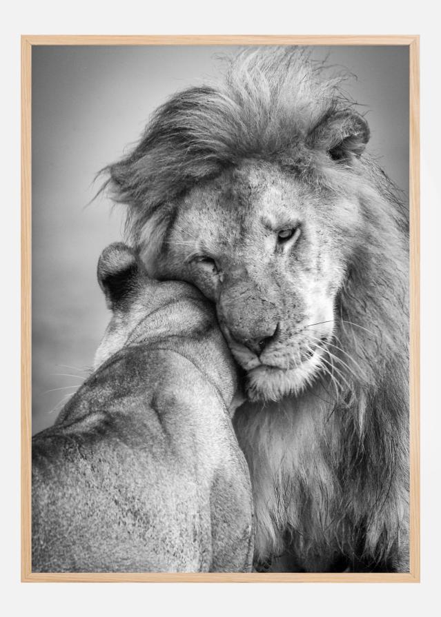 African Love! Plakát