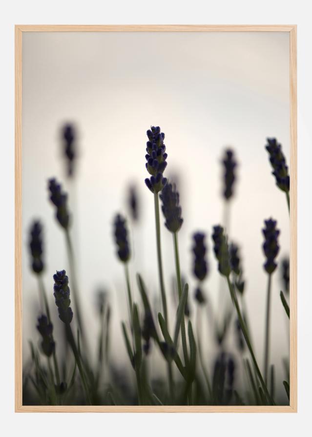 Swaying Fields Plakát